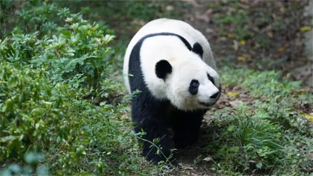 Giant panda you you passes away after unsuccessful emergency treatment 1