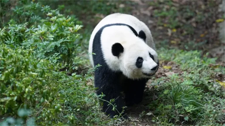 Giant panda you you passes away after unsuccessful emergency treatment 1