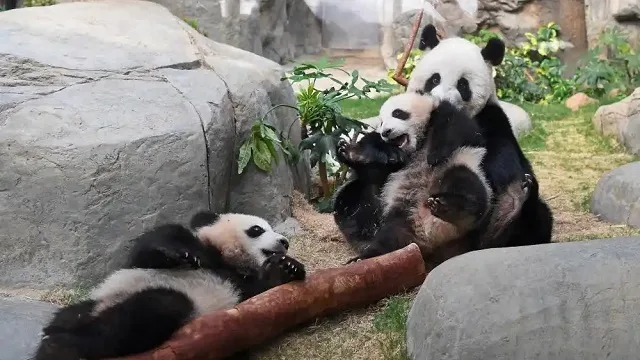 Hong kong born giant panda twins make first public appearance with their mother