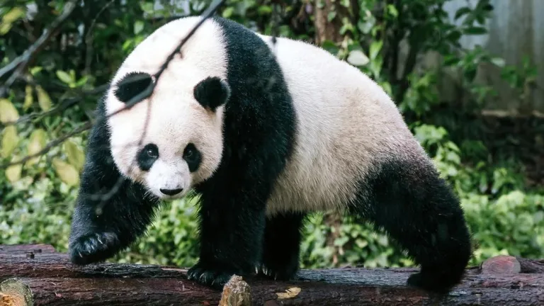 Did nanjing hongshan zoo cause a panda to limp after a vaccine shot