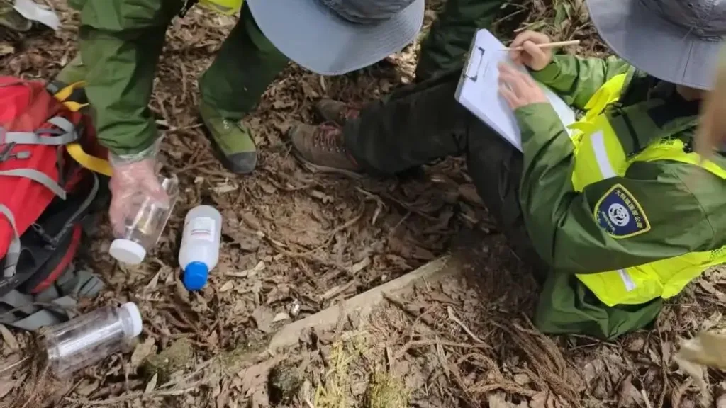 Fresh giant panda droppings found again in shifang, sichuan habitat