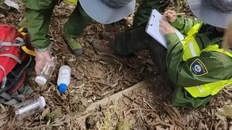 Fresh giant panda droppings found again in shifang, sichuan habitat