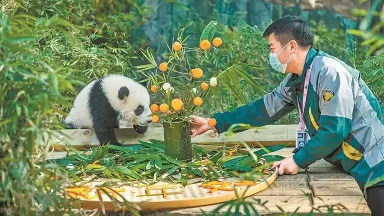 Panda mei zhu’s beloved grandpa daliang