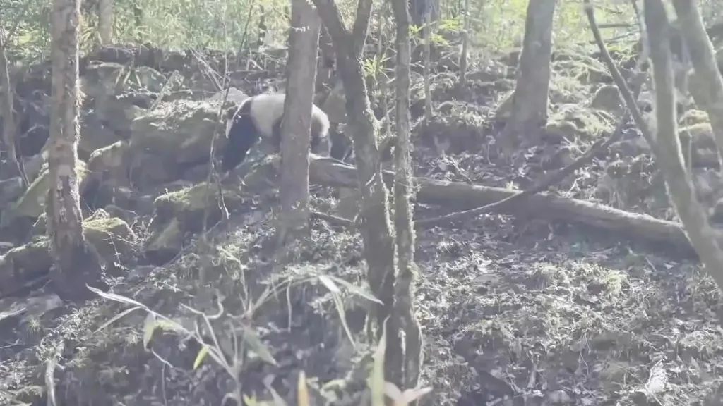 Staff encounter two wild giant pandas in one day