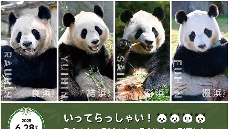 Four giant pandas in japan to return to china