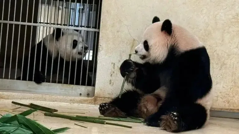 Giant pandas an an and ke ke experience first breeding season in hong kong