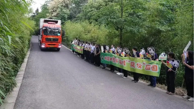 Giant pandas fu wa and feng yi safely return to china from malaysia
