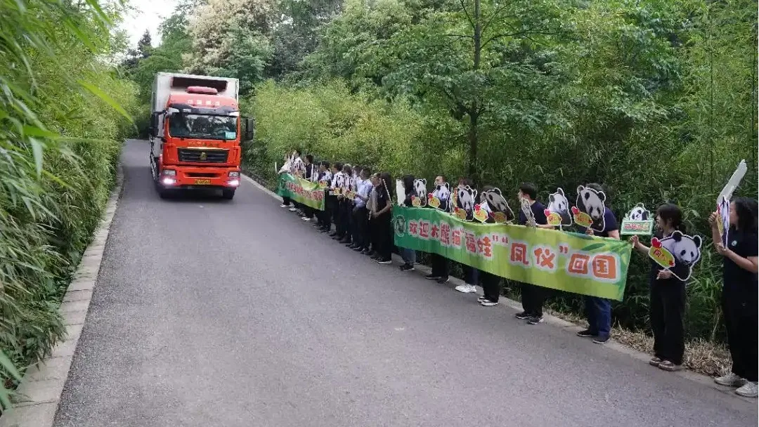 Giant pandas fu wa and feng yi safely return to china from malaysia