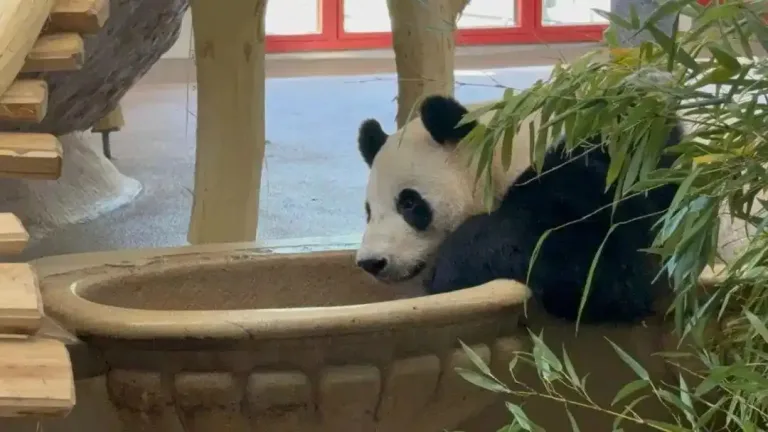 Giant pandas hefeng and lanyun officially debut at schönbrunn zoo in vienna, austria