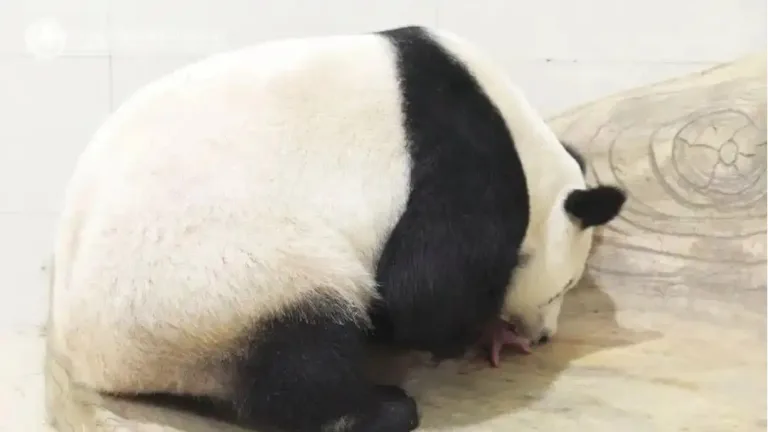 China giant panda conservation and research centre welcomed first panda cub for the year 2025