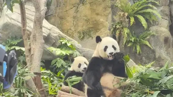 Hong kong‑born panda twins jia jia and de de grow rapidly