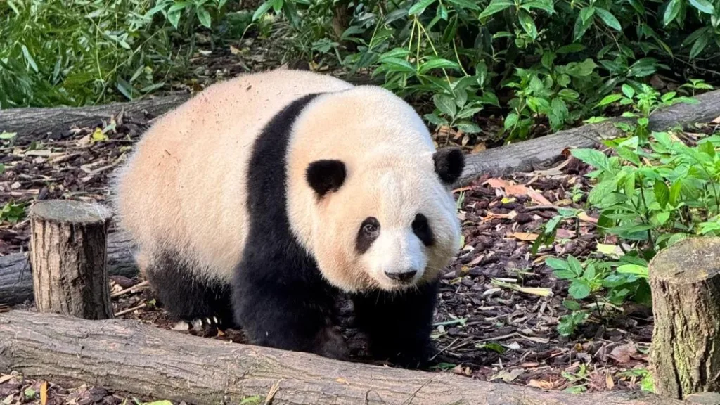 Top star giant panda hua hua draws huge crowds! one hour in line for a three minute visit