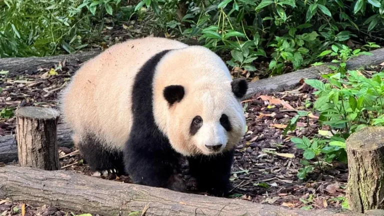 Top star giant panda hua hua draws huge crowds! one hour in line for a three minute visit