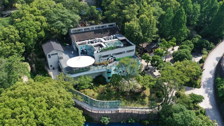 Wenzhou zoo giant panda pavilion officially opens today