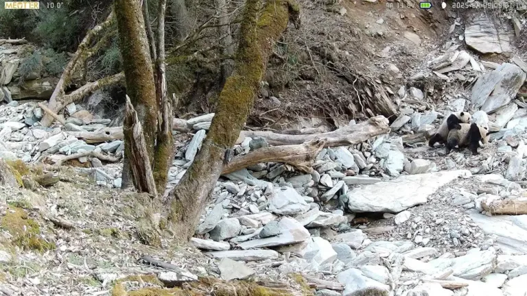 First ever footage of wild giant pandas mating captured after 23 years of infrared monitoring in tangjiahe, sichuan