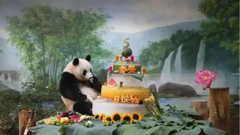 Giant panda xiang guo turns 5