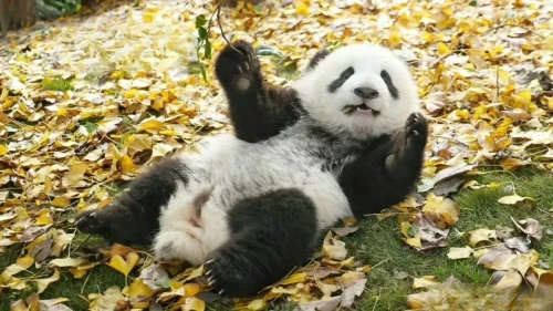 Giant Panda Meng Yu 11