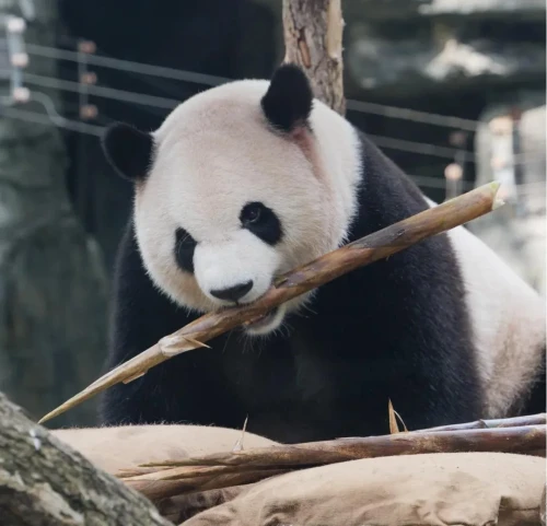 Giant Panda Meng Yu 12