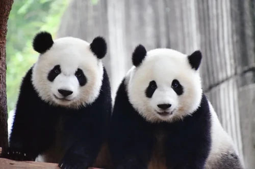 Giant Panda Meng Yu 13