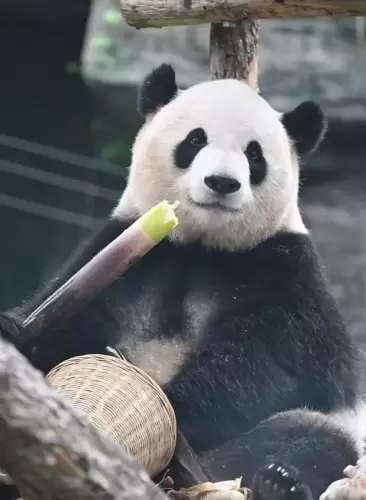 Giant Panda Meng Yu 5