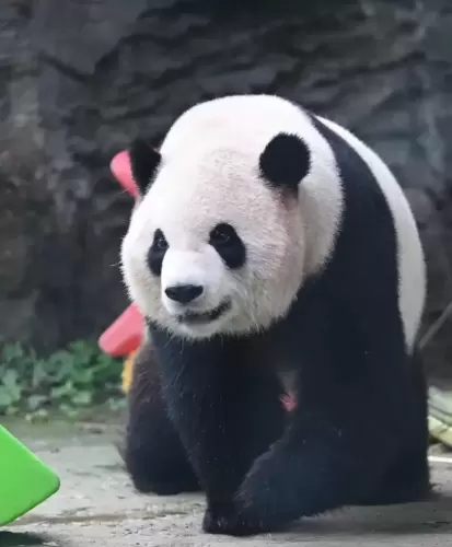 Giant Panda Meng Yu 6