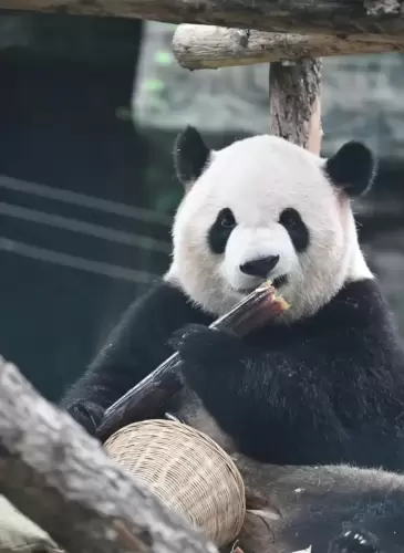 Giant Panda Meng Yu 7