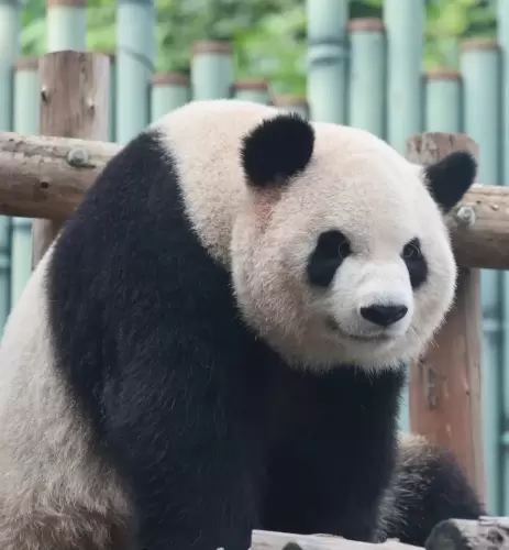 Giant Panda Meng Yu 8