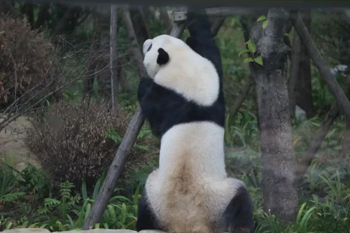 Panda A Bao 2010 5