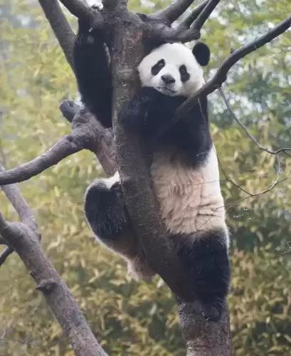 Panda Ai Bao 2