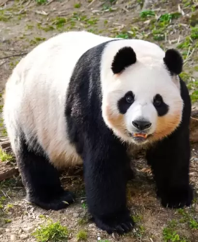 Panda Ai Bao 4