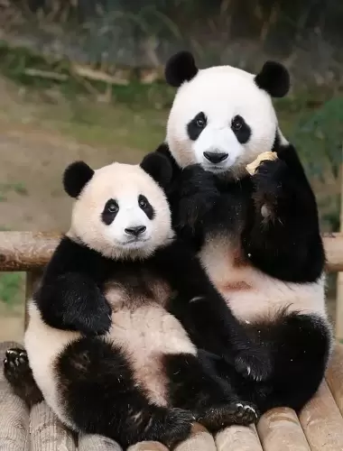 Panda Ai Bao 6