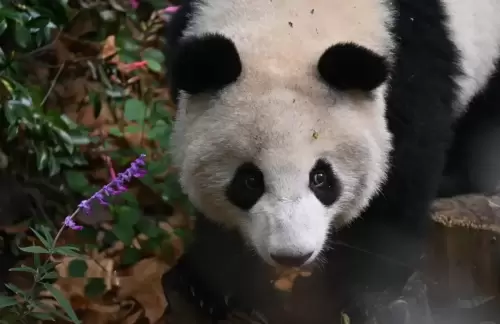 Panda Ai Si 13