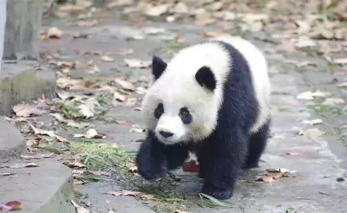 Panda Ao Li Ao 10