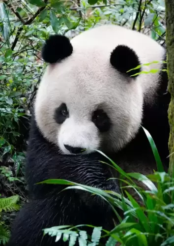Panda Ao Li Ao 14