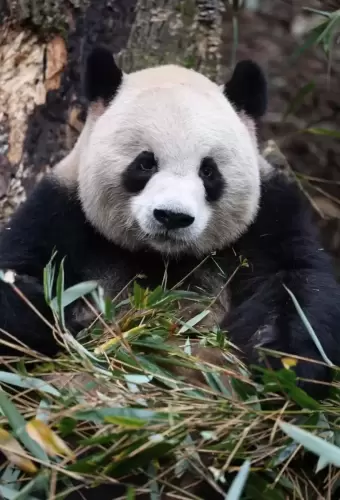 Panda Ao Li Ao 16