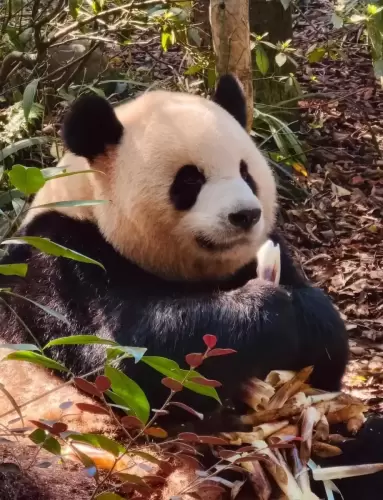 Panda Ao Li Ao 20