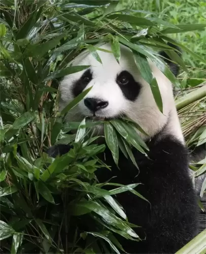 Panda Bai Tian 10