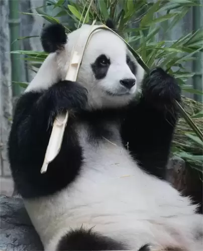 Panda Bai Tian 19