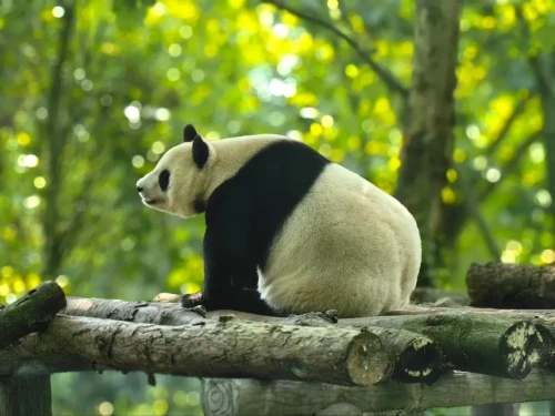 Panda Bai Yun 16