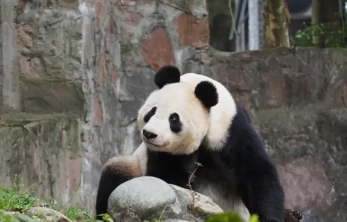 Panda Bai Yun 5