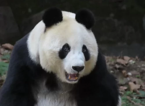 Panda Bai Yun 9
