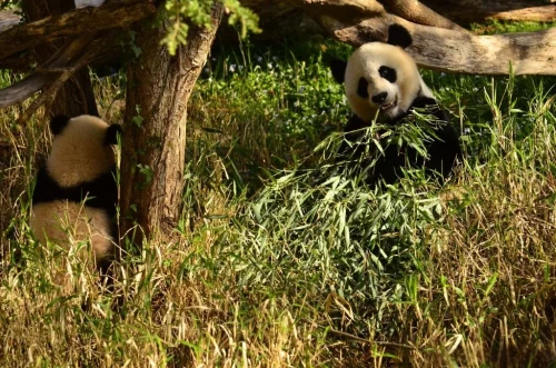 Panda Bao Bao 2013 1