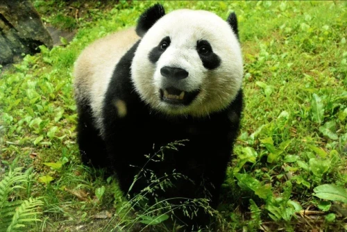 Panda Bao Bao 2013 2