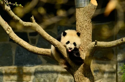 Panda Bao Bao 2013 3