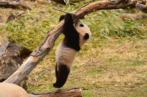 Panda Bao Bao 2013 4