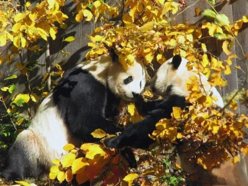 Panda Bao Bao 2013 5