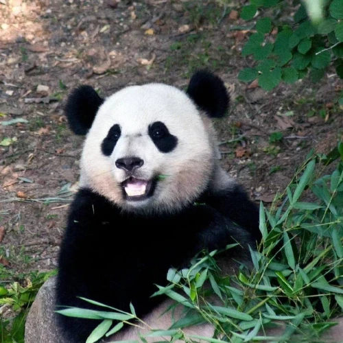 Panda Bao Bao 2013 6、