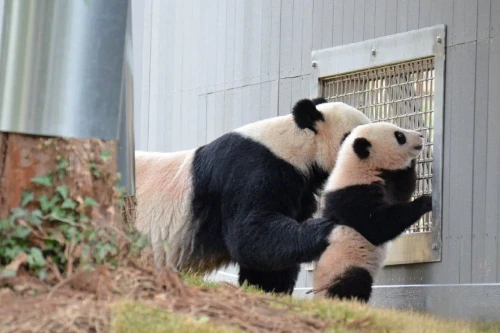 Panda Bao Bao 2013 7