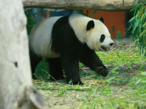 Panda Bao Di 3