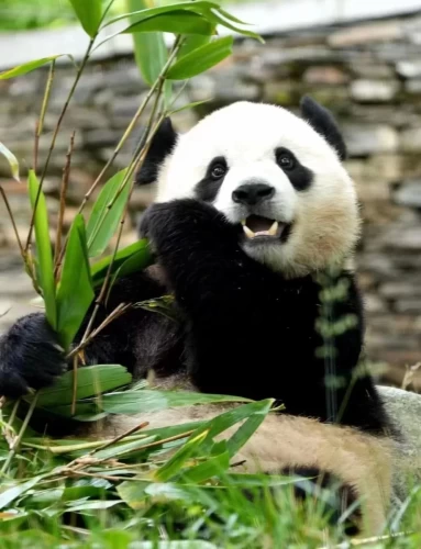 Panda Bao Li 1